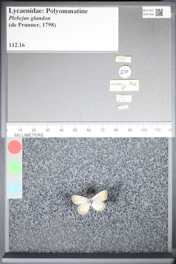 Media type: image;   Entomology 51836